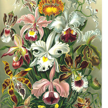 Схема вышивки «Орхидеи.»