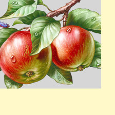 Схема вышивки «Серия "Фруктово-ягодная". Яблоки»