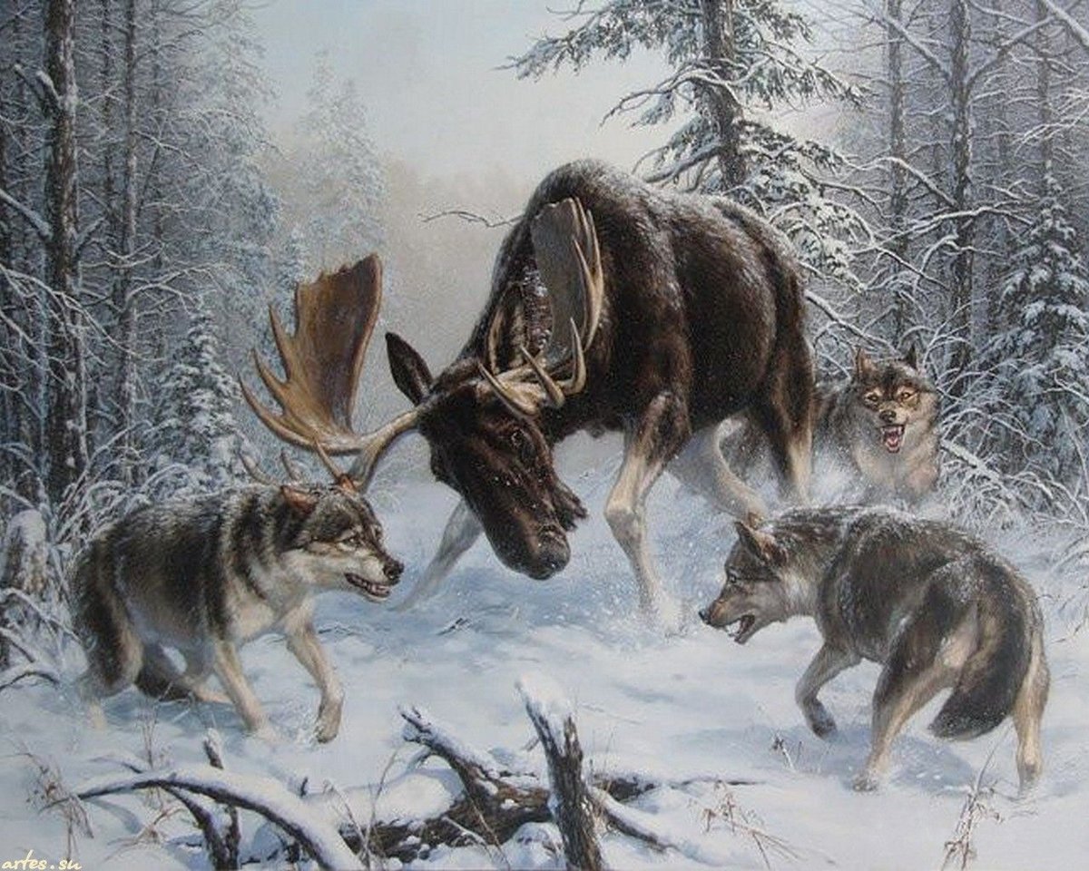 №1984899 - снег, зимний лес, волки, лось, природа - оригинал