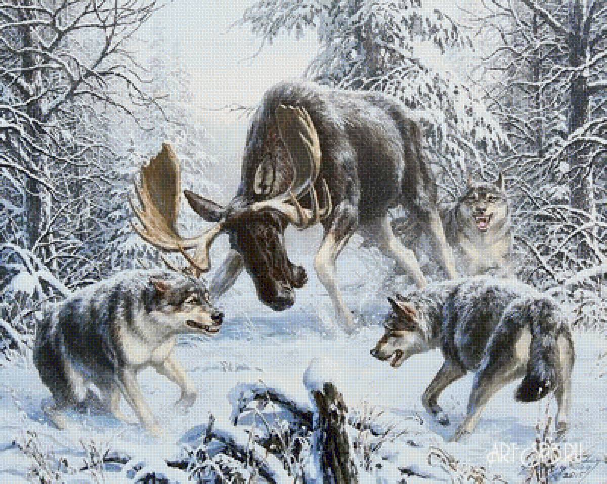 №1985143 - зимний лес, волки, лось, природа, снег - предпросмотр