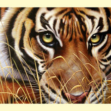 Схема вышивки «Взгляд тигра.»
