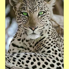 Схема вышивки «Леопард.»