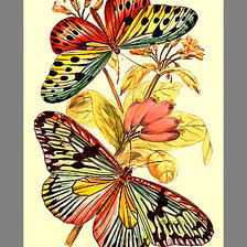 Схема вышивки «Серия "Бабочки".»
