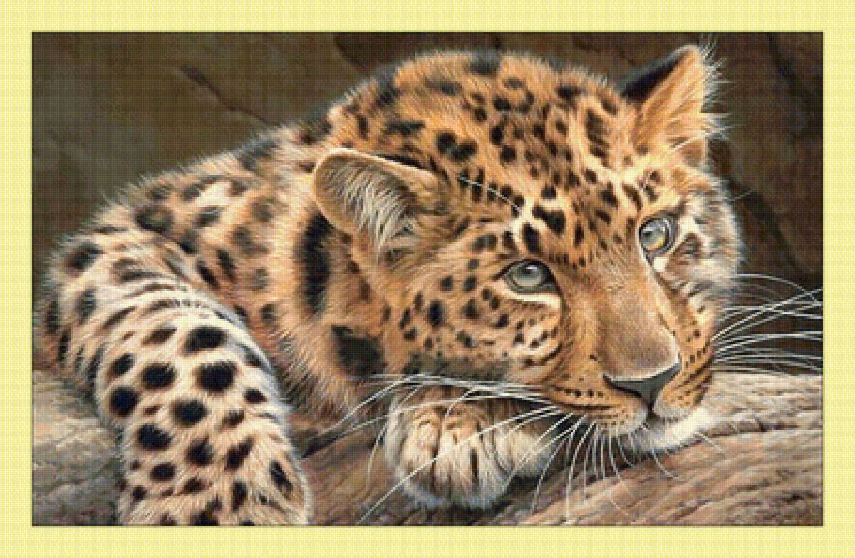 Леопард. - хищник, животные, леопард, взгляд - предпросмотр