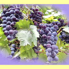 Схема вышивки «Грозди винограда.»