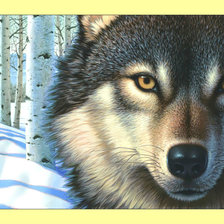 Схема вышивки «Взгляд волка.»