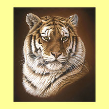 Оригинал схемы вышивки «Тигр.» (№1995489)