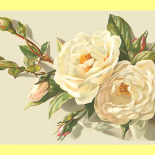Схема вышивки «Белые розы.»