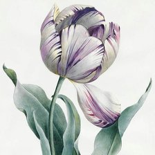Схема вышивки «Сиреневый тюльпан, диптих»
