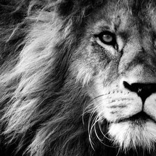 Схема вышивки «Морда льва»