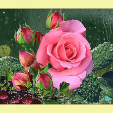 Оригинал схемы вышивки «Розы.» (№2010523)