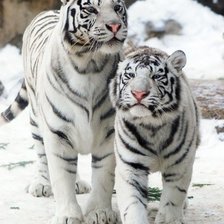 Схема вышивки «Белые тигры»