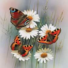 Оригинал схемы вышивки «Бабочки» (№2023557)