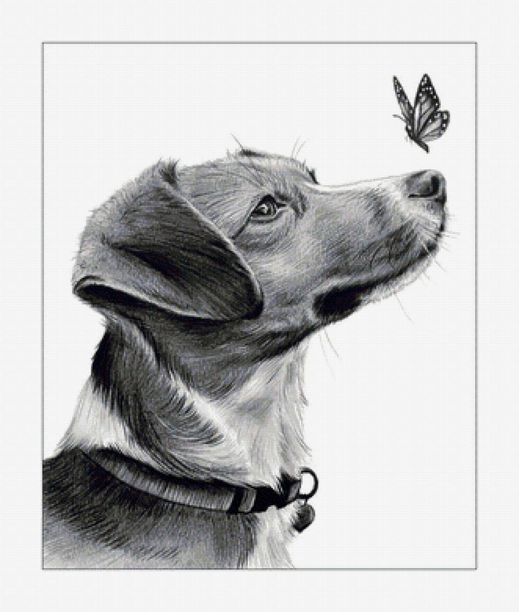 Пёс и бабочка. - черно-белый, собака, животные, бабочка, рисунок - предпросмотр