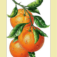 Схема вышивки «Апельсины.»