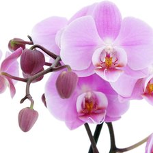 Оригинал схемы вышивки «Орхидея» (№2031011)