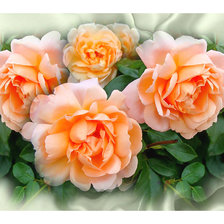 Схема вышивки «Персиковые розы.»