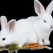Схема вышивки «Кролики белые»