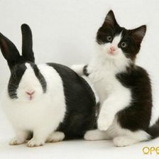 Схема вышивки «Котенок и заяц»