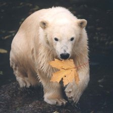 Оригинал схемы вышивки «Белый медведь» (№2043426)