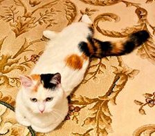 Оригинал схемы вышивки «Кошка на ковре» (№2044653)