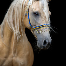 Конь арабский