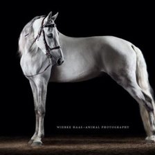 Оригинал схемы вышивки «Лошадь белая» (№2045093)