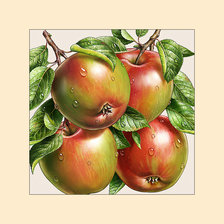 Оригинал схемы вышивки «Яблочки.» (№2045262)