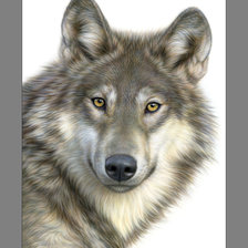 Оригинал схемы вышивки «Волк.» (№2051122)