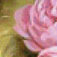 Предпросмотр схемы вышивки «Розовые розы.» (№2060301)