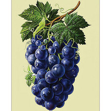 Схема вышивки «Гроздь винограда.»