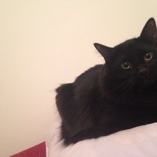 Схема вышивки «Кот, черный кот»