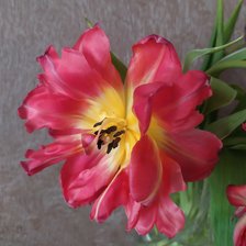 Схема вышивки «tulip rose»