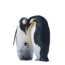 Оригинал схемы вышивки «Пингвинчики» (№2092847)
