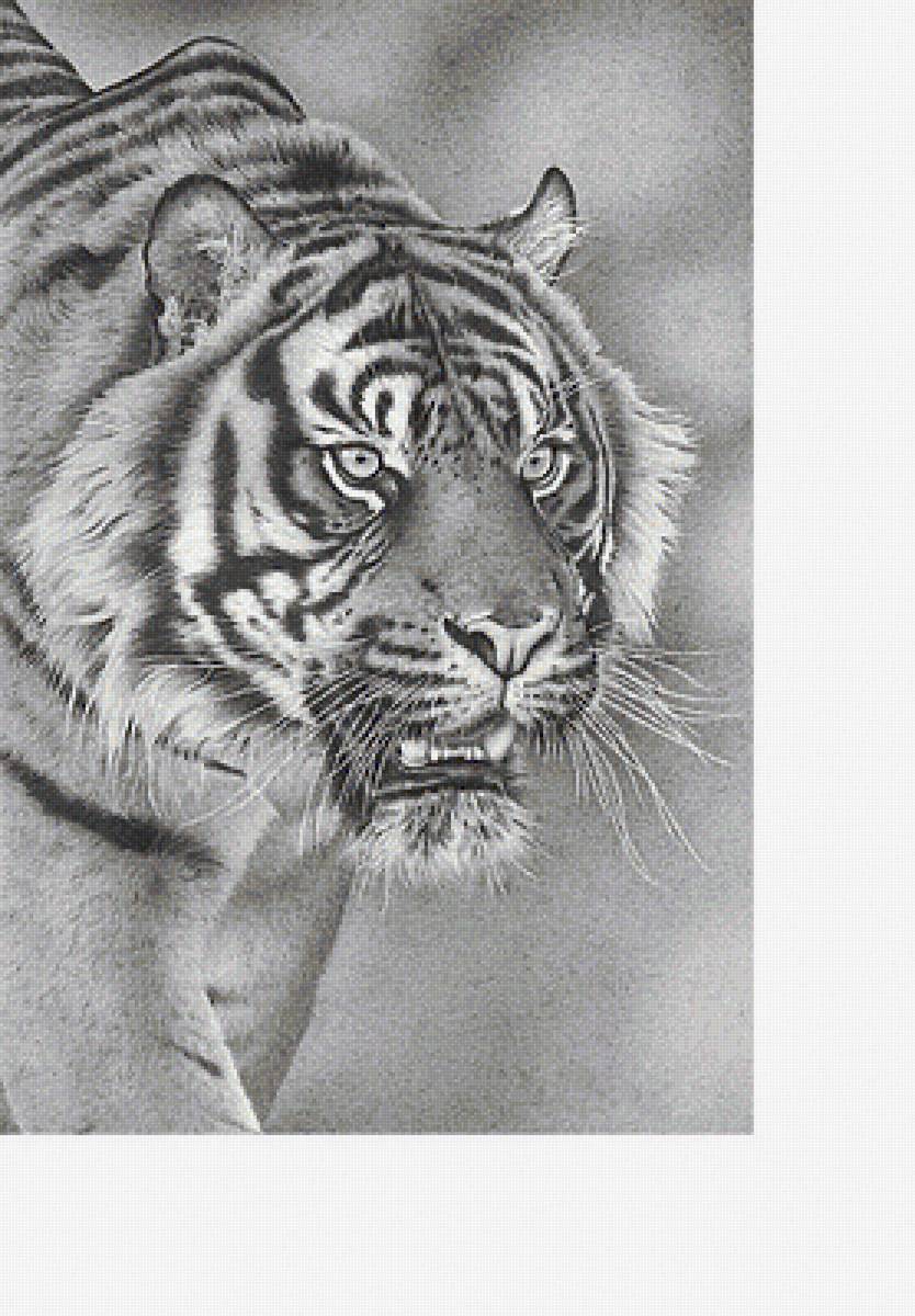Тигр - звери, животные - предпросмотр