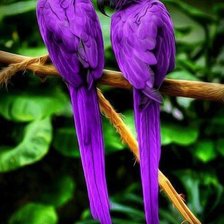 Схема вышивки «Фиолетовые попугаи»