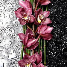 Оригинал схемы вышивки «Орхидеи» (№2116051)
