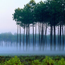 Схема вышивки «Сосновый лес на рассвете»