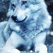 Схема вышивки «Волк белый»