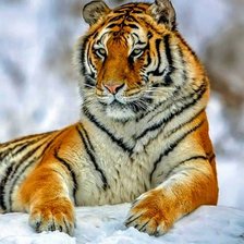 Схема вышивки «Тигр на снегу1»