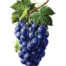 Оригинал схемы вышивки «виноград» (№2163891)