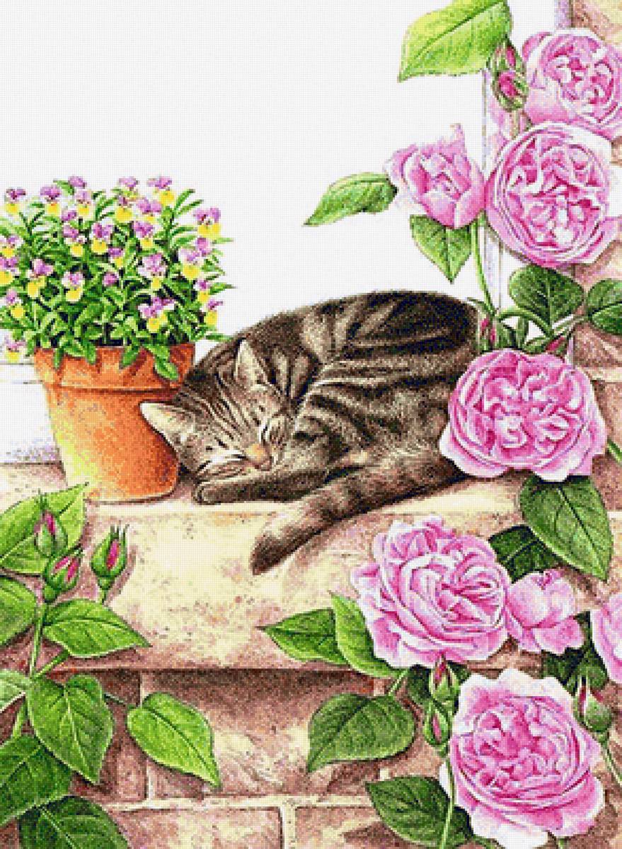 Спящий кот - цветы, розы, кот, кот в цветах - предпросмотр