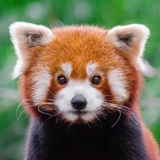 Схема вышивки «Oso panda rojo»