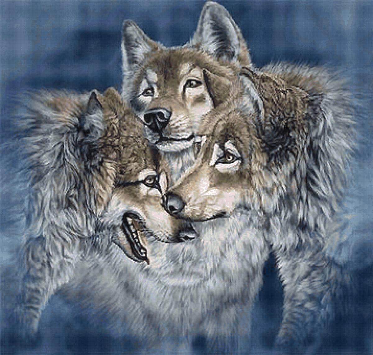 Три волка - хищник, волки, волк - предпросмотр