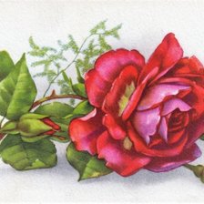 Схема вышивки «červena ruža»