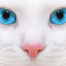 Схема вышивки «белая кошка»
