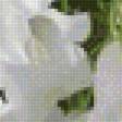 Предпросмотр схемы вышивки «Белые цветы» (№2219433)