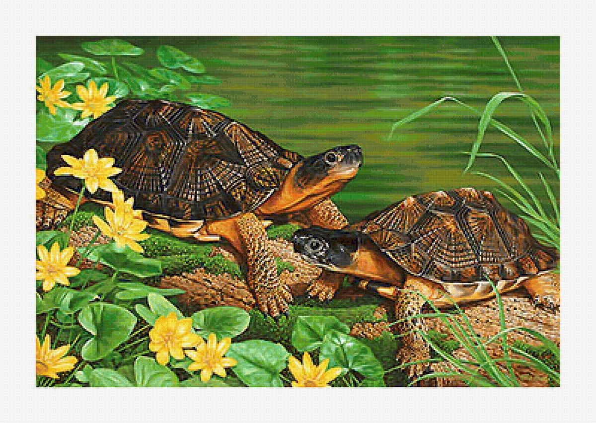 Черепашки и лилии - черепаха, лилии, черепашки - оригинал
