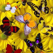Оригинал схемы вышивки «Flower and Butterflies» (№2233992)