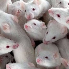 Схема вышивки «Крысы»